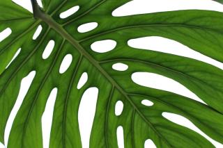 Monstera 