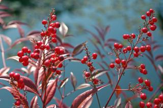 Nandina domestica berries are toxic for us but not for birds