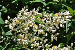 Nandina domestica care