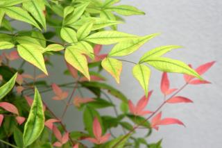 Planting guide for nandina domestica