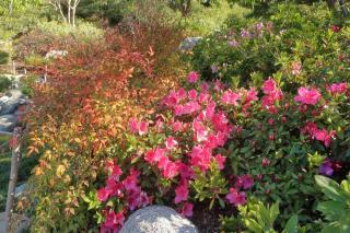 Nandina domestica varieties and how to pair them in landscaping