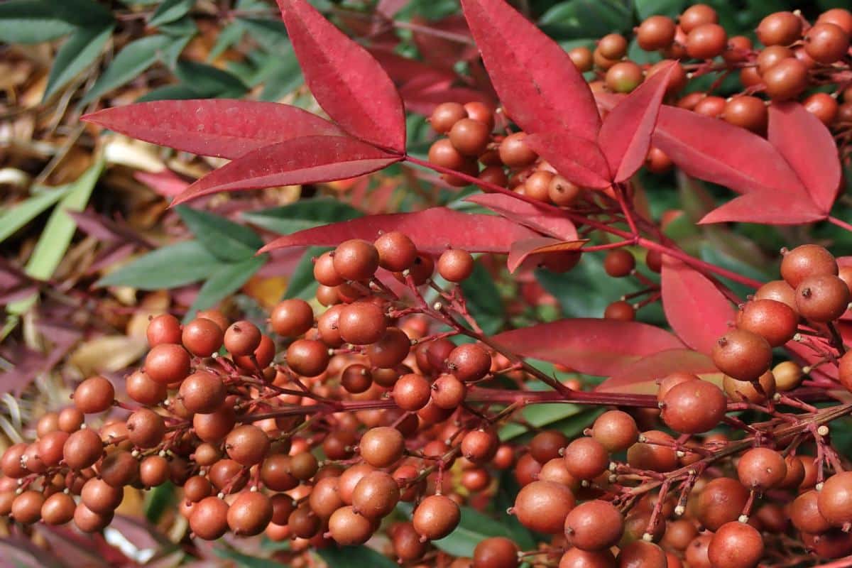 Nandina domestica