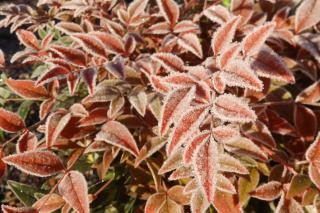 Potted Nandina domestica with frost on its leaves