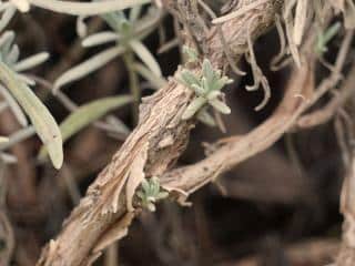 New sprouts on woody lavender