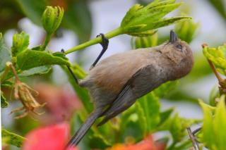 Bird eating aphids off an hibiscus