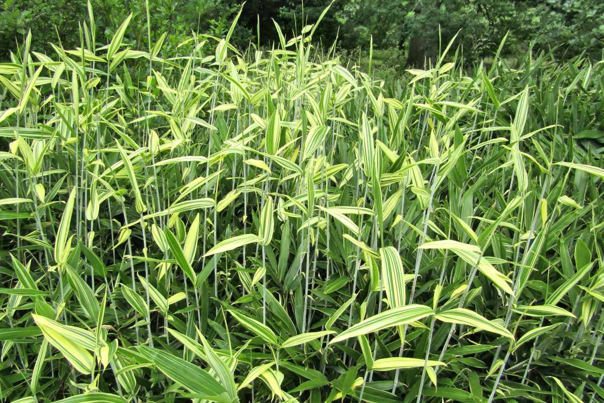 Wide clump of pleioblastus bamboo