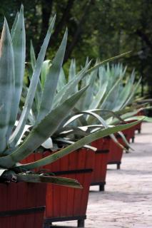 Potted agave plant