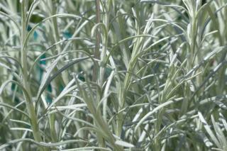 Potted growing for Italian everlasting