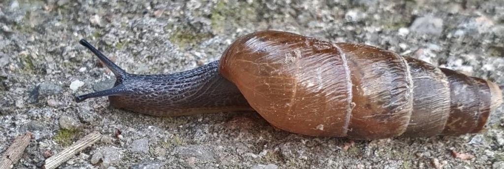 Decollate snail