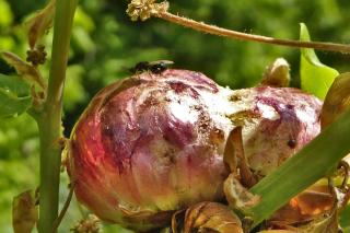 Predator wasp laying eggs in gall wasp larvae