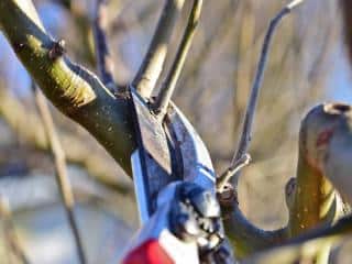 Fruit inducing pruning