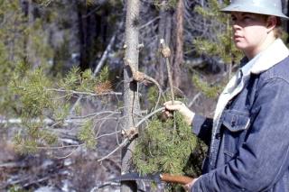 Pruning to remove galls