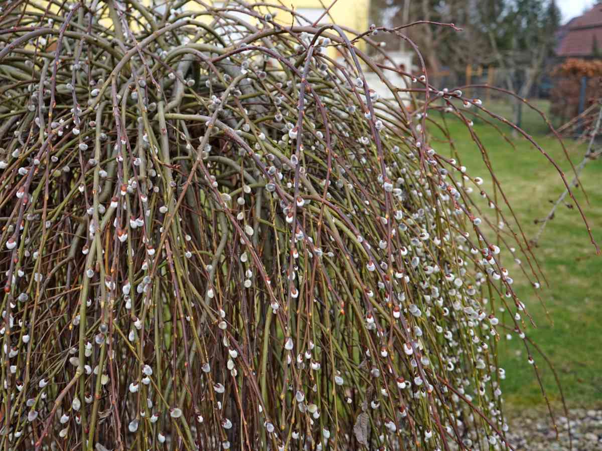 Salix caprea