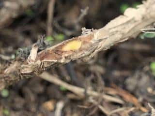 Woody lavender trigger new growth