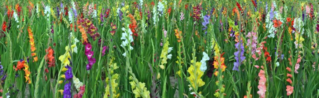 Gladiolus flowers