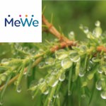 Picture related to Dwarf conifers overlaid with the MeWe logo.