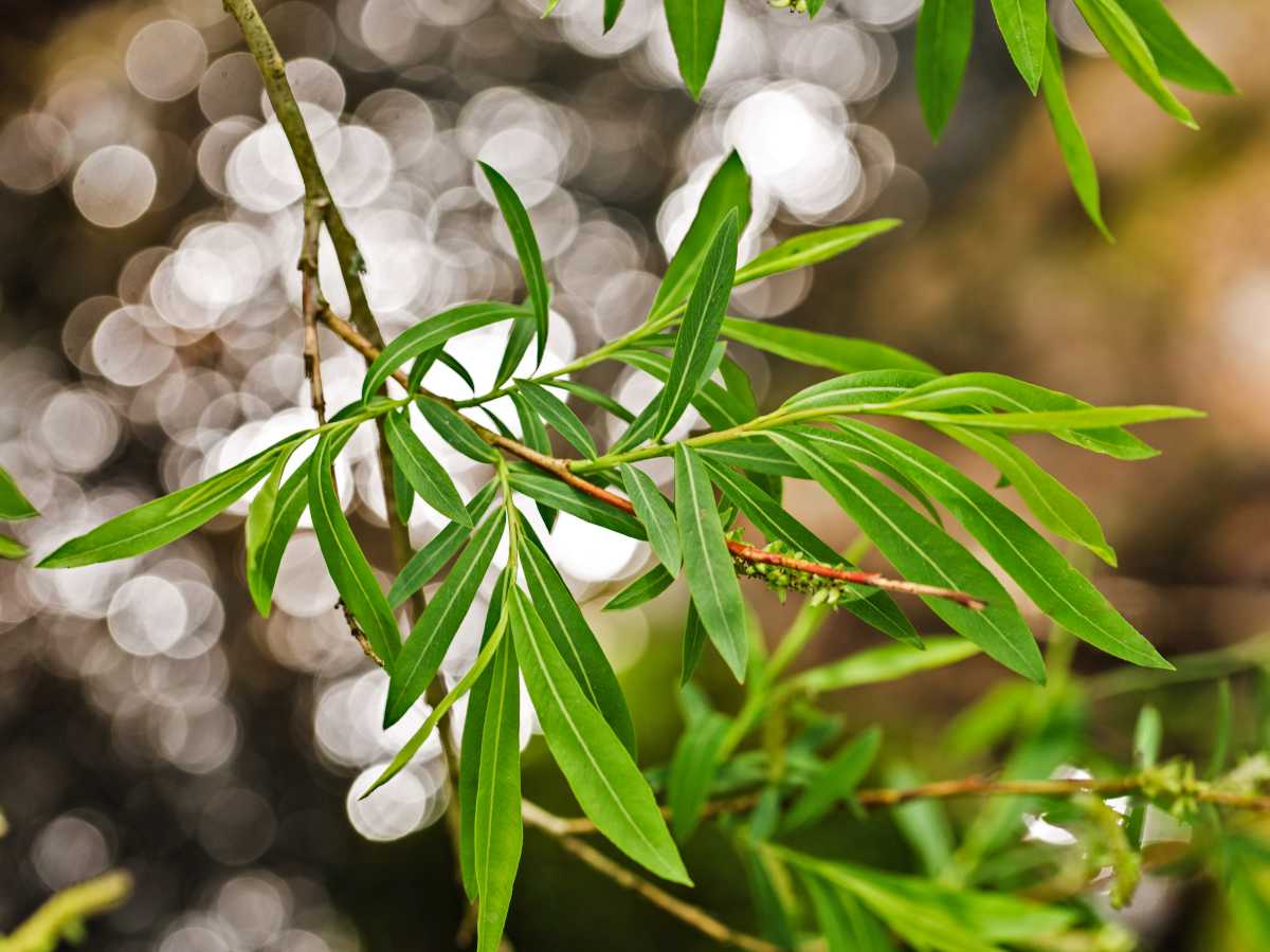 Large and small willows