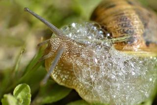 Speed of a snail and why there's frothy foam