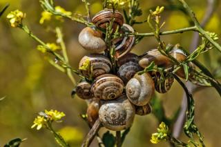 A group of snails