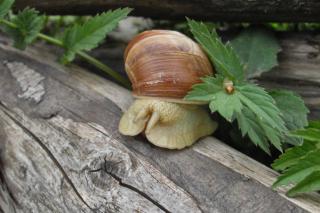 Snail trap with a log