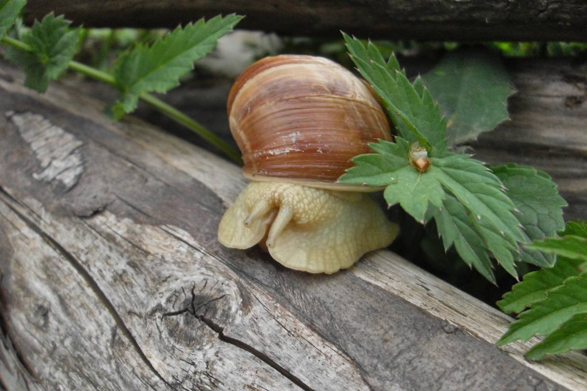Snail in the garden, guest or pest? The truth about garden snails