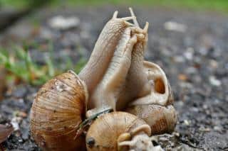 Snail reproduction