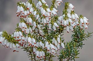 Watering tips for erica carnea