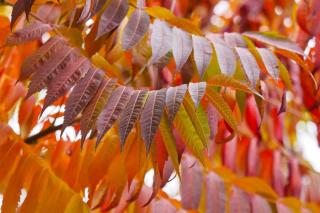 Staghorn sumac leaves in fall