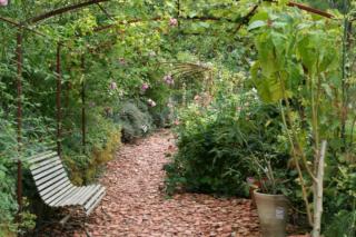 Climbing rose on a steel arbor