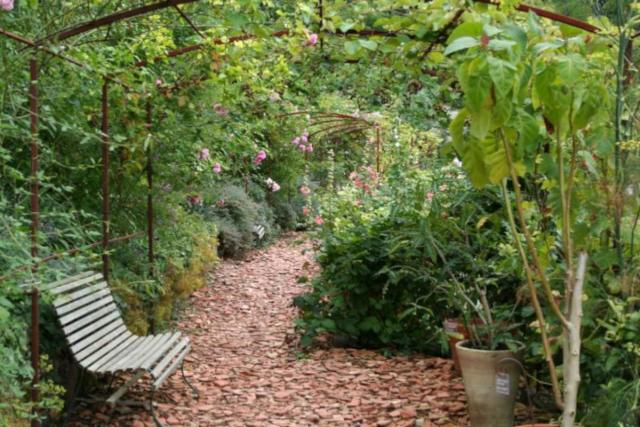 Climbing rose on a steel arbor