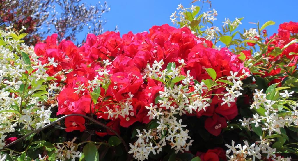 Uses of Trachelospermum jasminoides in landscaping includes fences