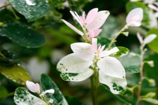 Different varieties of Trachelospermum jasminoides