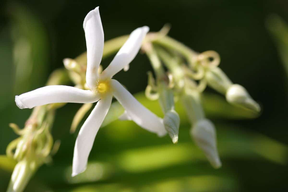 White flower unfurling on a trachelospermum jasminoides