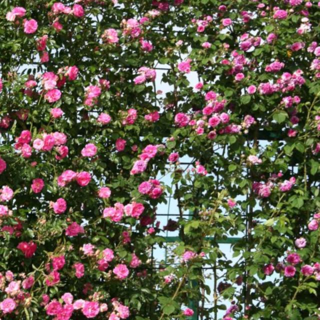 Trellis to support a climing rose