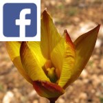 Picture related to Wild tulip overlaid with the Facebook logo.