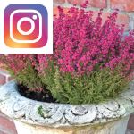 Picture related to Winter garden box inspiration overlaid with the Instagram logo.