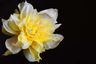 Cream and yellow-flowered double daffodil