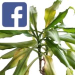 Picture related to Yellowing dracaena leaves overlaid with the Facebook logo.