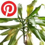 Picture related to Yellowing dracaena leaves overlaid with the Pinterest logo.