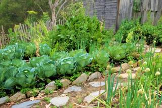 Steps to start a vegetable patch