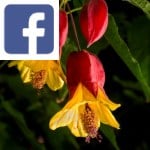 Picture related to Abutilon overlaid with the Facebook logo.