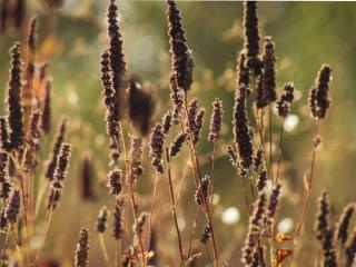 Sowing agastache