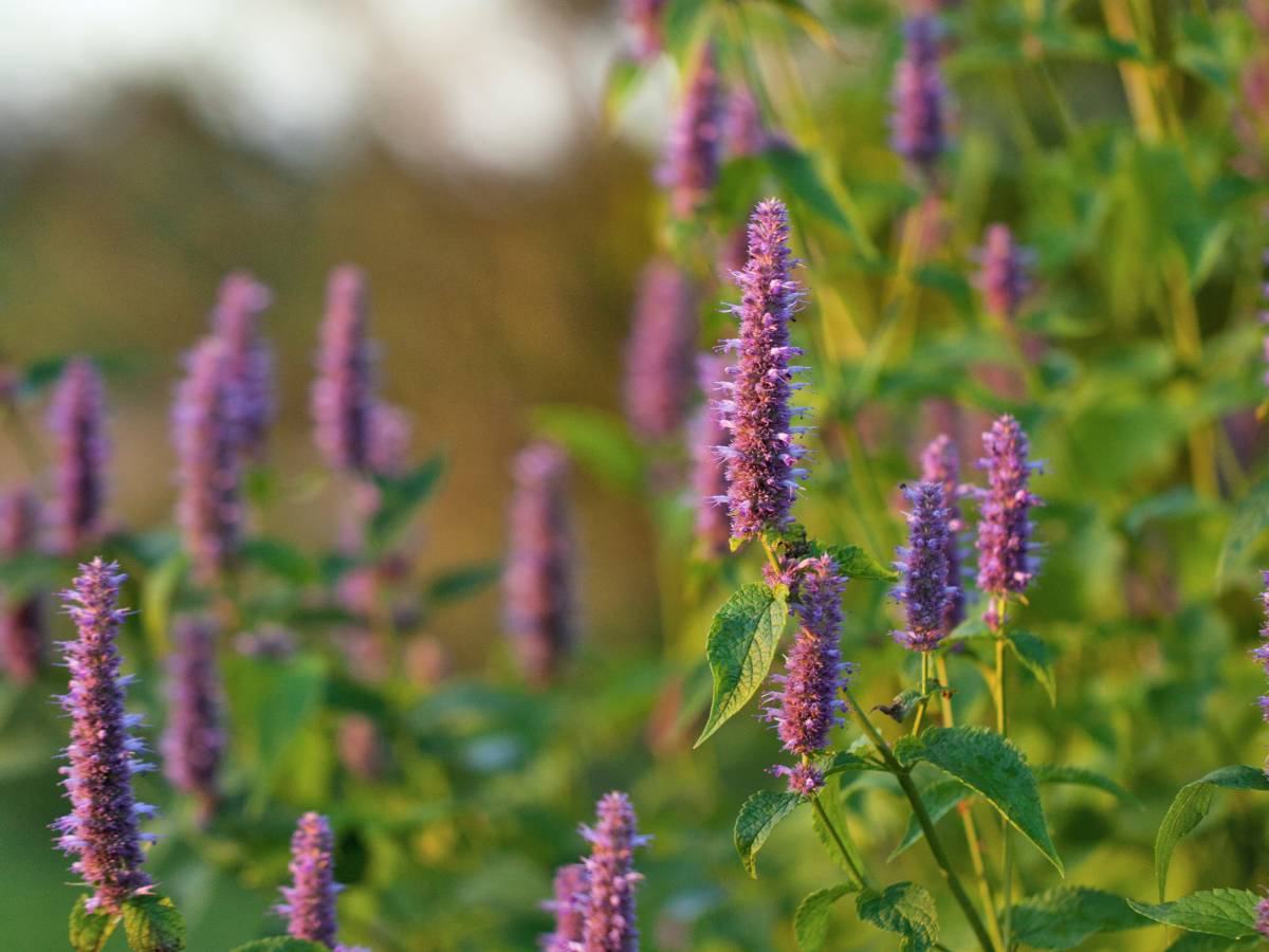 Agastache