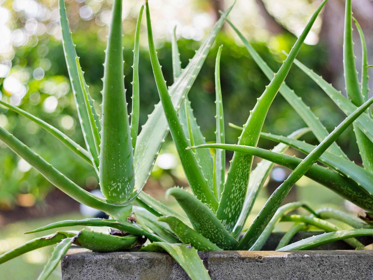 aloe vera