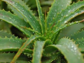 Watering aloe vera