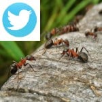 Picture related to Organic ant treatments overlaid with the Twitter logo.