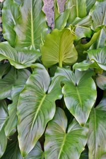 Caring for arum in winter