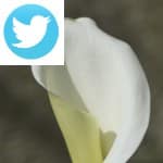 Picture related to Arum overlaid with the Twitter logo.