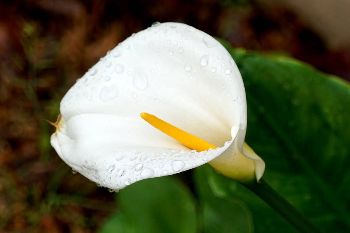 Arum, calla lily - planting and advice on care for this beautiful summer  bulb