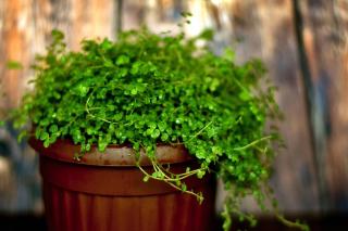 Potted helxine